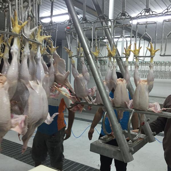 Small and Large Chicken Turkey Killing Processing Killing Slaughter Processing Line Equipment Poultry Chicken Duck Goose Connect