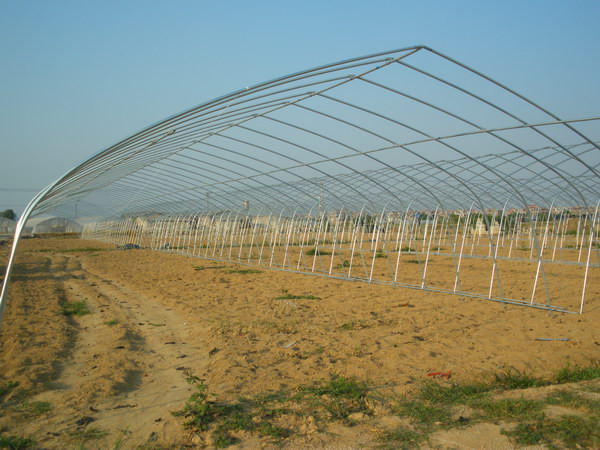 Snow Resistant Large Pointed Roof Tunnel Plastic Greenhouse No Soldering