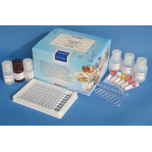 Ampicillin ELISA Test Kit 0.4ppb Sensitivity Quantitative Analysis For Milk