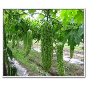 Bitter melon extract of best quality/Bitter melon p.e/bitter melon powder