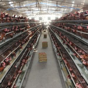 35KHZ PP PVC Ultrasonic Spot Welder Chicken Manure Conveyor Belt Spot Welding