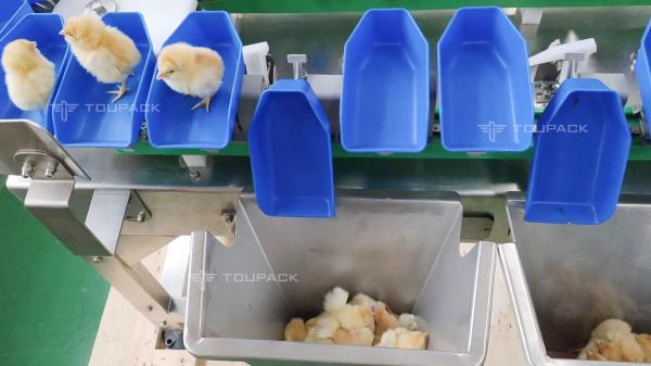 Quality Custom Scallop Abalone Chicken Weight Sorting Machine Automatic Fruit Dates Grading Machine for sale