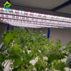 Automated Intelligent Planting System Container Farm Multi-layer Vertical NFT
