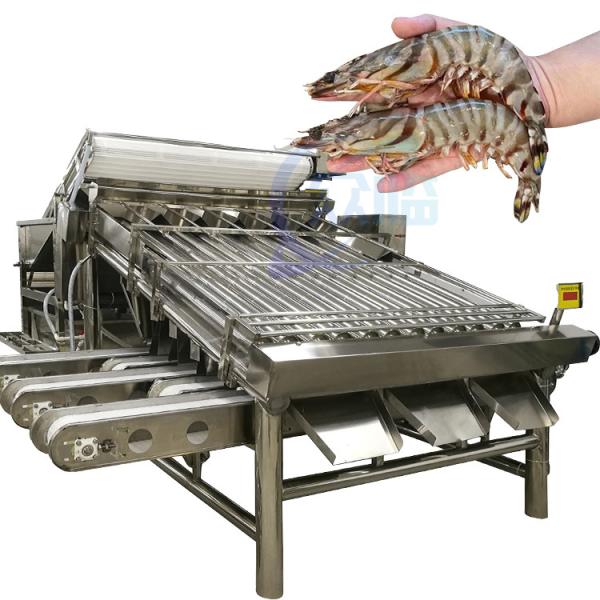 Efficient fish processing and sorting machine Fish size and specification