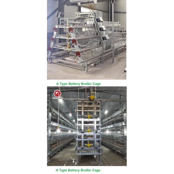 Broilers 4 Tiers 45 Days Chicken Cage Automatic Manure Removal System