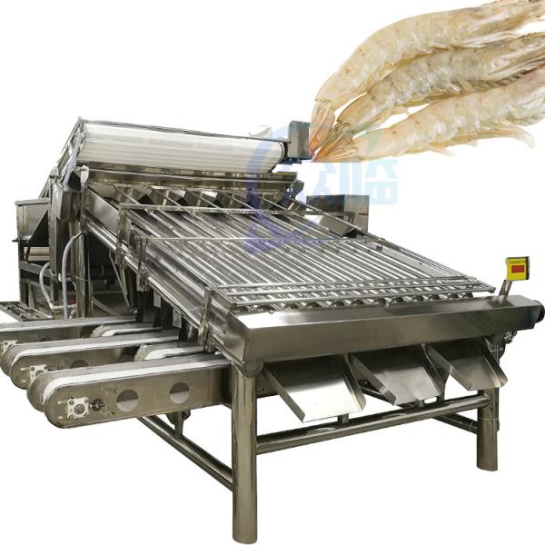 Lobster sorting and grading machine Shrimp grading machine Shrimp sorting