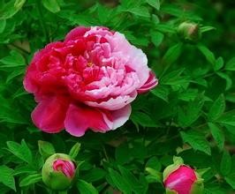 Wholesale Polygonum Multiflorum Extract, lecithin2%, prevent Alopecia &amp; premature graying hair, Paeonolum 99%, hair care, Peony EX from china suppliers