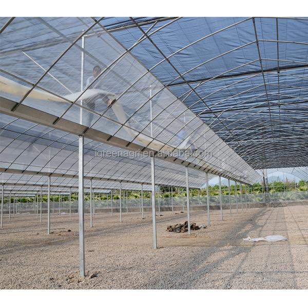 Customized Length IGreen Greenhouse for Planting Frame No Roof Vent Multi-Span Design