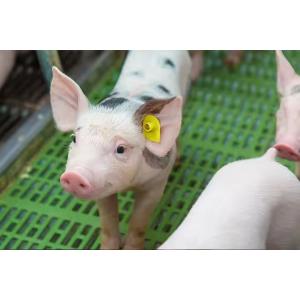 Maximize Efficiency And Productivity HDX/FDX 134.2khz RFID Ear Tag Passive Round