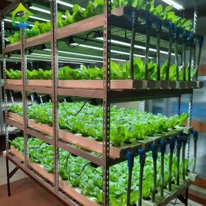 Automated Intelligent Planting System Container Farm Multi-layer Vertical NFT