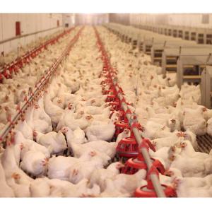 Automatic Stainless And Polypropylene 360mm Broilers Feeding System