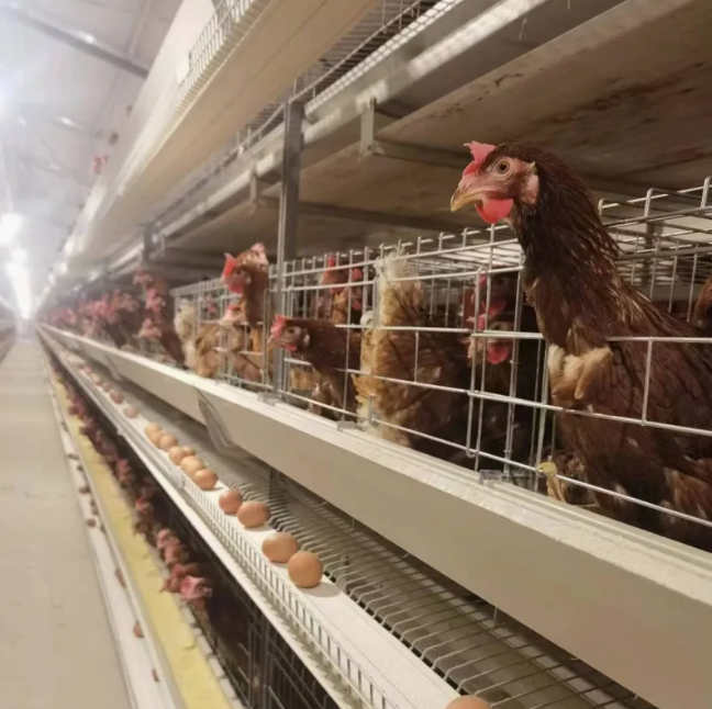 Automatic Controller Ventilation Control System for Poultry Farms with Hot Galvanized Steel and CE Certification
