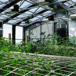 Polymethine Inflatable Automated Light Dep Greenhouse With Rolling Blackout