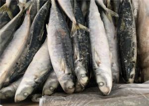 Wholesale Purse Seine Catch Seafrozen 90g 100g Round Scad Fish from china suppliers