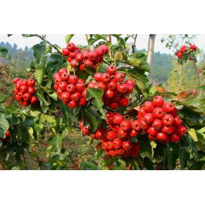 Wholesale dried hawthorn berry extract fruit leaf extract with flavone 5%-80% hawthorn leaf extract from china suppliers