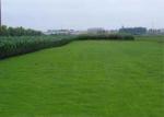 Easy Installation 25mm Interlocking Artificial Grass Turf Tile