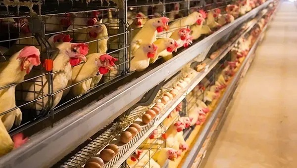 Modular Frame Layer Cage System with Automatic Egg Collection and Corrosion Resistant Design for Poultry Farming