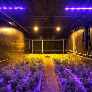 Customizable Width Height and Length for Automatic Blackout Greenhouse to Fit