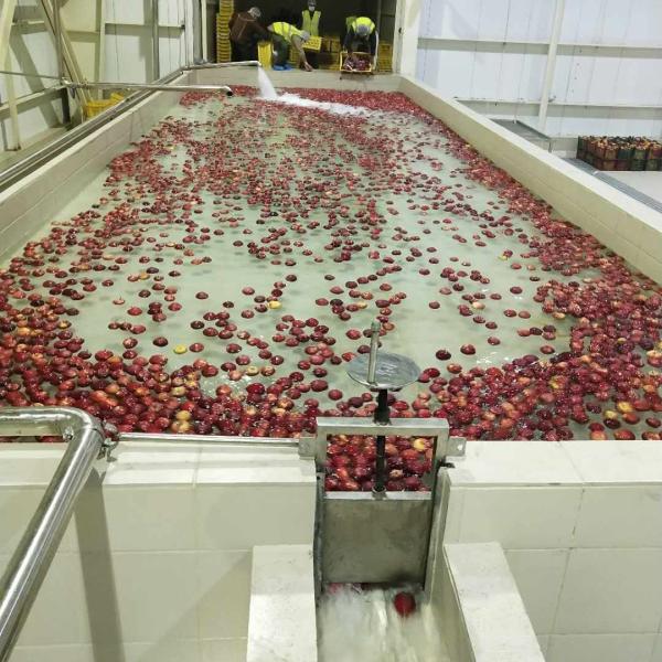Wholesale Industrial Apple Processing Line Multi-function Fruit Juice Processing Line With PLC Control System from china suppliers