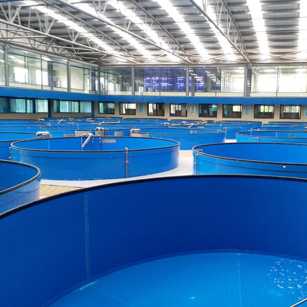 Temperature Controllable High Density Recirculated Aquaculture System RAS