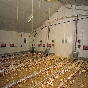 Automated Steel Poultry House with Fireproof Insulation