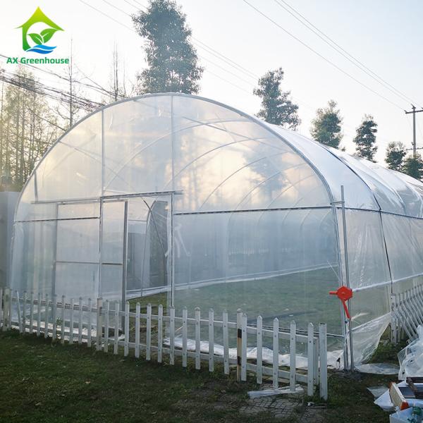 Nursery Custom Plastic Film Agricultural Single Span Greenhouse For Tomato Growing