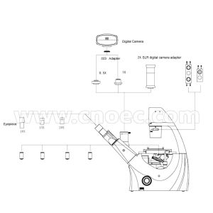 100X - 400X Inverted Phase Contrast Microscopy Trinocular A19.0205