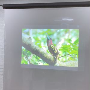 1.52x5 Meter transparent projection film , Holographic Rear Projection screen