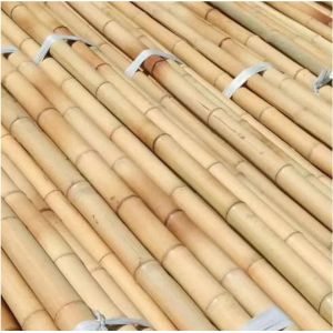 595cm Long Moso Bamboo Pole - Eco-friendly Straight and Sturdy Bamboo Raw