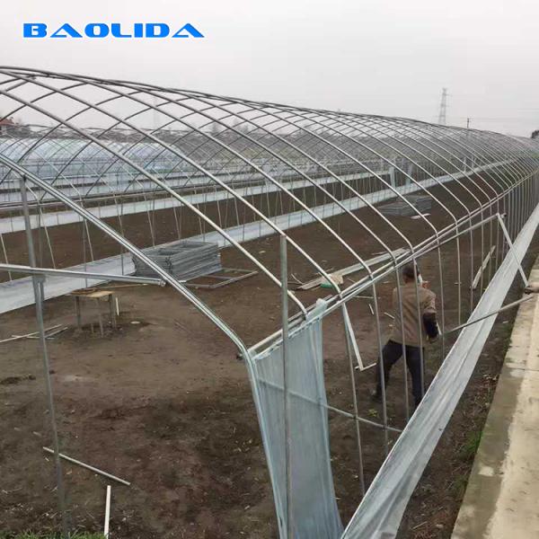 Agricultural Plastic Film Greenhouse Simple Structure Easily installed