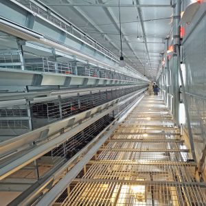 China SGS H Frame 30000 Birds Ready To Lay Chicken Cage 650mm Length on sale