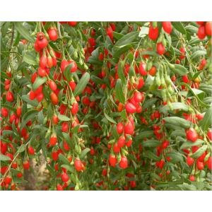 Pure Natural 10%-70% polysaccharides Goji Berry Extract--Lycium barbarum L.