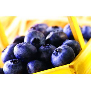 Natural Anthocyanidins Bilberry Fruit Extract--Vaccinium Myrtillus L.