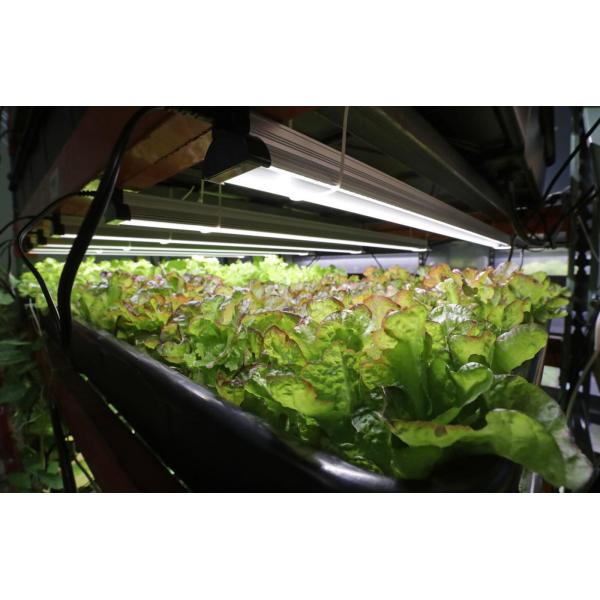 T5 Tabletop Grow Lights