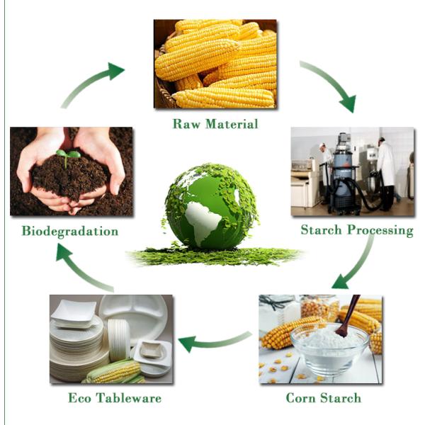 Biodegradable Cornstarch Trays