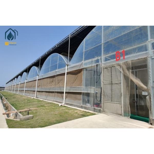 Quality Agriculture Tomato Tunnel Greenhouse Multi Span Horticulture Tropical Greenhouse for sale