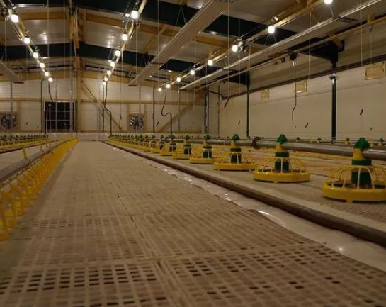 Complete Raising Solutions Automatic Chicken Breeding Prefab Poultry Building