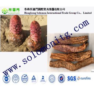 high quality 10:1 Songaria Cynomorium P.E --Cynomorium songaricum Rupr