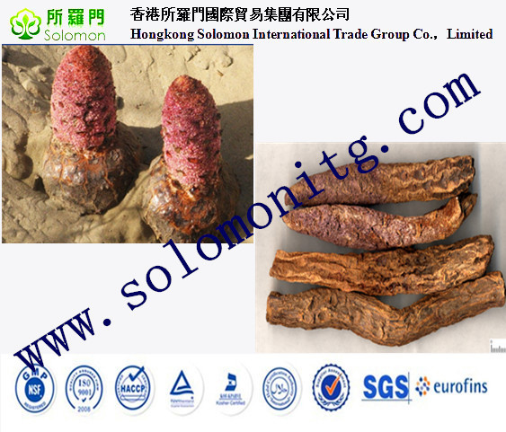 high quality 10:1 Songaria Cynomorium P.E --Cynomorium songaricum Rupr