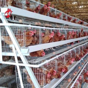 Automatic Layer Battery Cage System Commercial Layer Chicken Cage 3 Tiers Hot