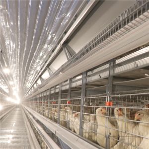 Hot Dip Galvanized Layer Chicken Cage Automatic 256 Birds / Set