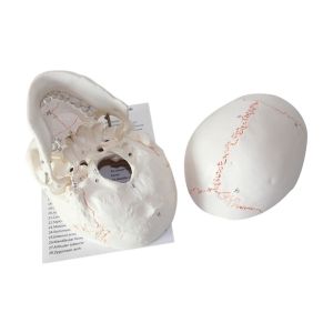 PVC Simulation Human Skull Model Detachable Skull Anatomy With Bone Sutures
