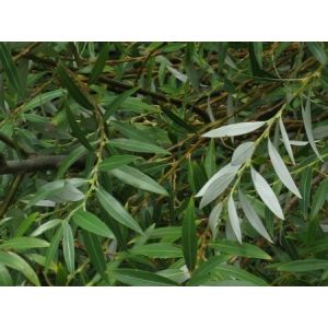 Wholesale white willow bark Extract, high quality inhibit whelk, Relieves pain, CAS NO.:138-52-3, Salicoside 25% 98% from china suppliers