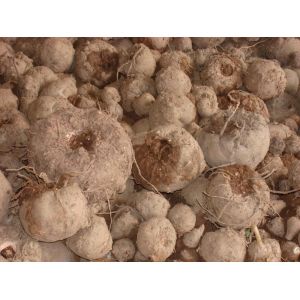 amorphophallus konjac extract glucomannan 37220-17-0 --Anorphophallus konjac K