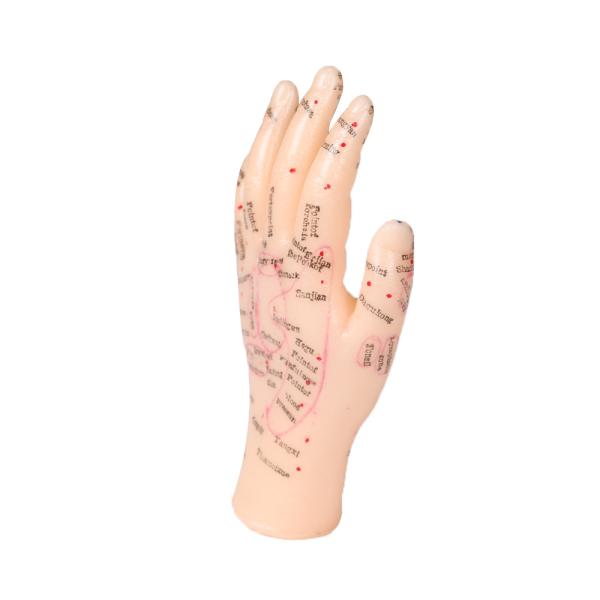 13cm Hand Acupuncture Point Model Chinese Acupuncture Teaching Model PVC