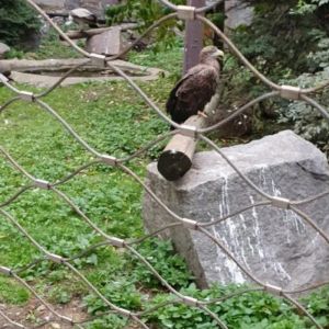 Diamond Ferrule Stainless Steel Rope Bird Aviary Netting