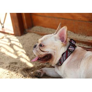 Personalized Reflective Martingale Dog Collars And Matching Leashes Combo