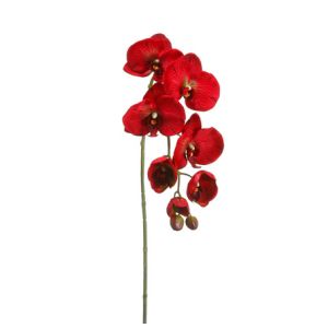 Wholesale Phalaenopsis Orchid Spray in Red from china suppliers