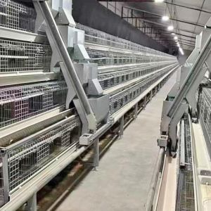 Automatic Layer Poultry Cage With Feeder And Drinker Poultry Cages For Layer