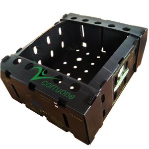 Corruone PP polypropylene correx foldable box Fresh vegetable and fruits pp